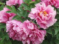 -曹州百花园