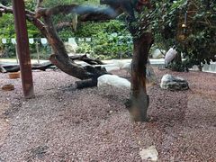 -熊猫自助餐厅.萌趣城堡(长隆熊猫酒店)