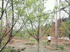 -绵阳盛世樱花悠乐谷