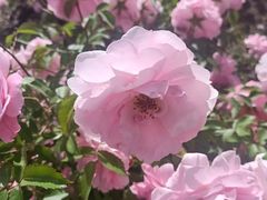 -长春公园(普阳街道)