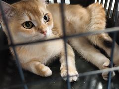 -万博宠物医院·手术·诊疗(未央凤城五路店)