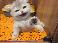 -欣宠猫屋·矮脚拿破仑·蓝金金渐层