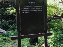 -阳台山自然风景区