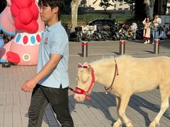 -上海马戏城