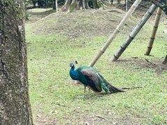 -云南勐巴娜西珍奇园