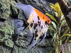 -上海海洋水族馆