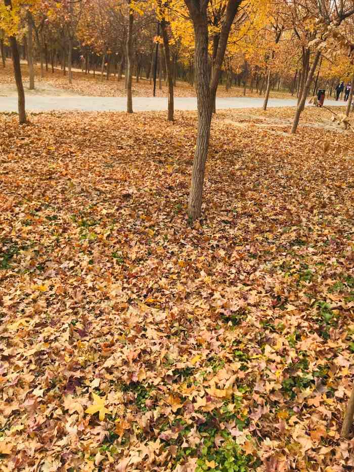 海淀區西小口公園