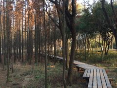 -昆山城市生态森林公园