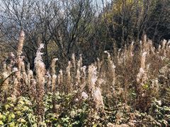 -白草畔自然风景区