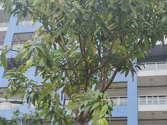 -正宗高流河饭店原创风姜鸡