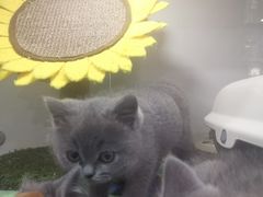 -糯米喵星人·撸猫猫舍咖啡馆(西市场嘉华店)