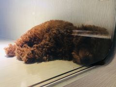 -乐宠宠物店(世纪金源店)