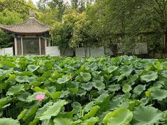 -莲湖公园