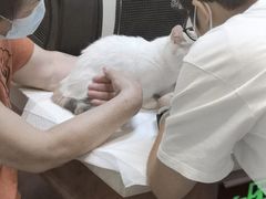 -宠爱国际动物医院· 猫科· 外科·中兽医(长白店)