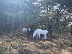 -金石滩蓝莓谷庄园