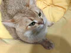 -逗柴咖啡屋·狗咖猫咖宠物桌游