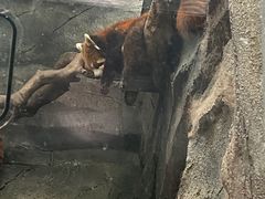 -武汉动物园