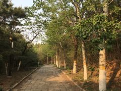 -云岗森林公园