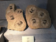 -烟台自然博物馆