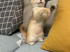 -喵zoo家庭繁育猫舍(尖东智能花园店)