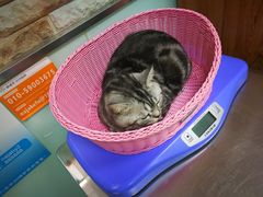 -纳吉亚猫专科动物医院博雅分院