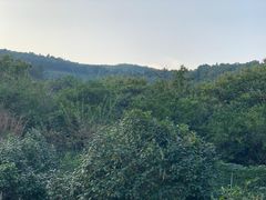 -雨花胜境