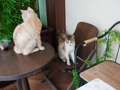 -大橘咖啡(坂田店)