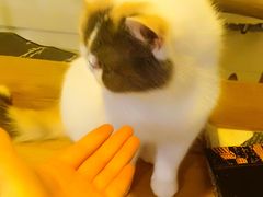 -平行世界·猫咖(首经贸店)