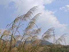-清溪森林公园