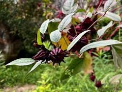 -广州神农草堂中医药博物馆