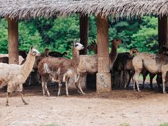 -杭州野生动物世界