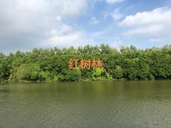 -大湾区中央湿地公园