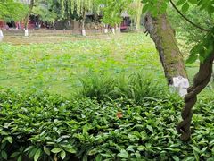 -桂湖森林公园