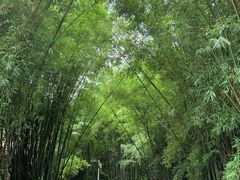 -广州市石门国家森林公园