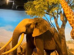 -陕西自然博物馆