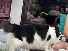 -瑞派康怡24h宠物医院·犬猫医疗中心·微创绝育(瑞景分院)