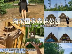 -日照海滨国家森林公园