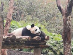 -都江堰中华大熊猫苑