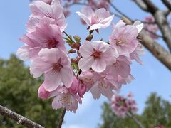 -顾村公园
