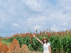 -三圣花乡旅游区