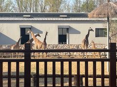 -北京野生动物园