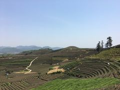 -龙坞茶村