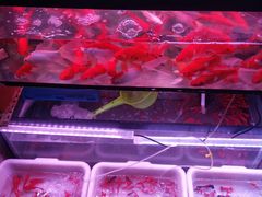 -宝鸡东道花鸟鱼虫市场(吉利花园商场店)