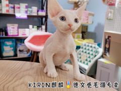-十年猫舍·猫咪专门店(普陀店)