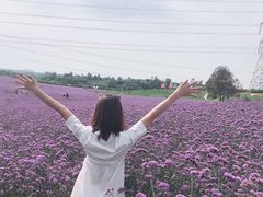 -紫颐香薰山谷景区