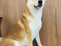 -柯斗斗主题餐厅·狗咖·围炉煮茶·茶饮(国瑞升平里店)