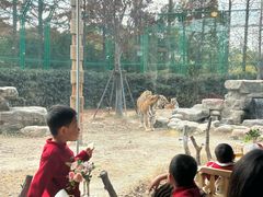 -上海野生动物园老虎餐厅