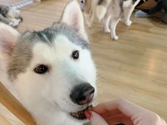 -Husky Go! 哈士奇体验馆·宠物咖啡厅狗咖