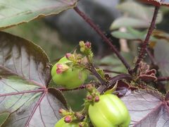 -广州神农草堂中医药博物馆