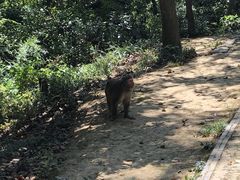 -苏州上方山国家森林公园